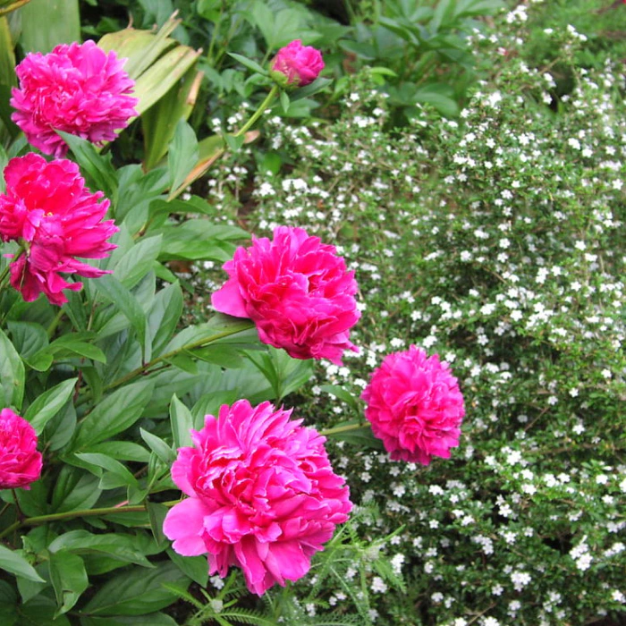 pink flowers in a landscape lilburn ga